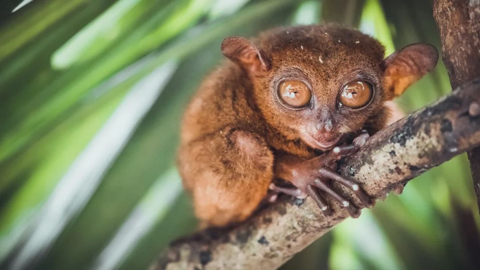 image-/resources/bohol/countryside/tarsier.avif1