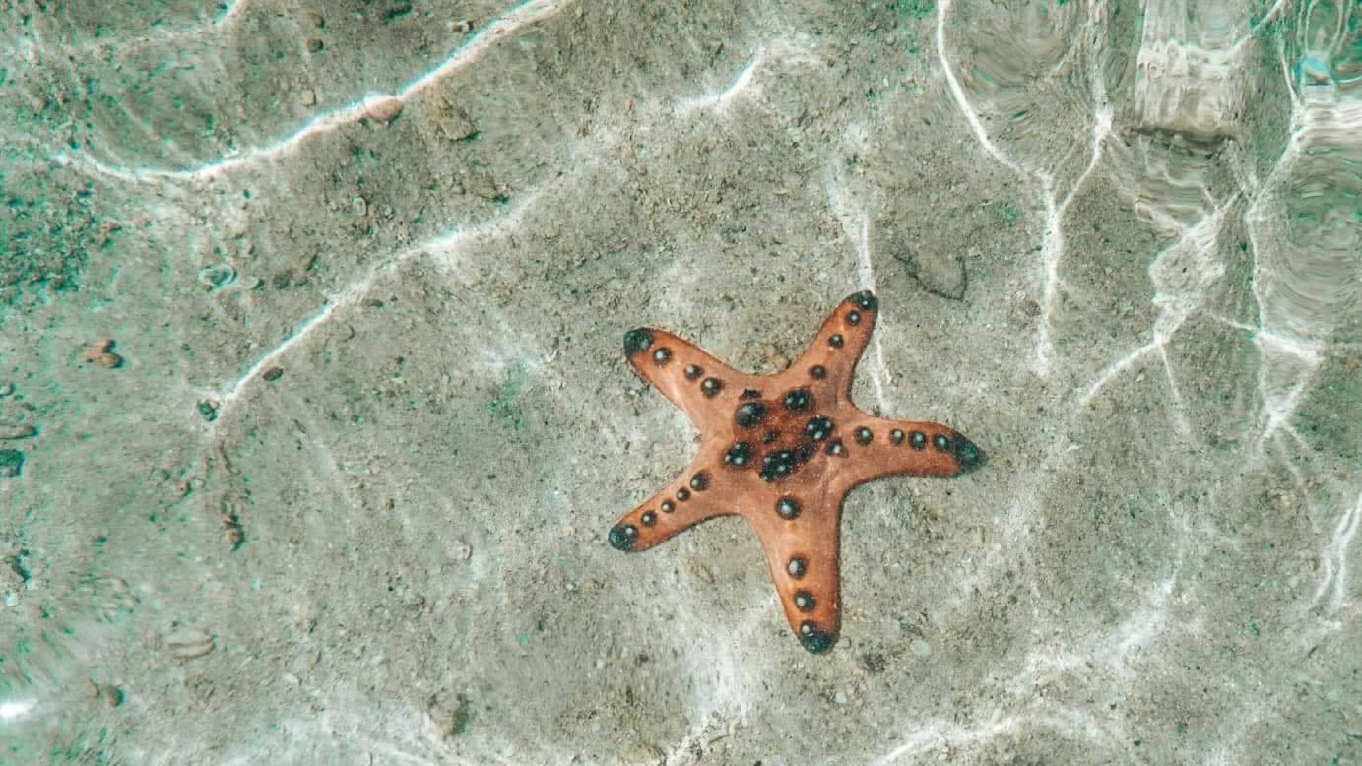 image-/resources/port-barton/day-tour/starfish.avif1